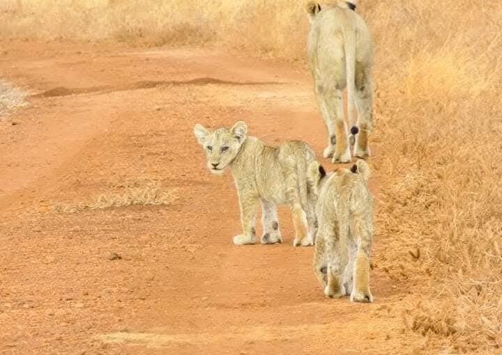 Safari and Beach Destinations in Kenya: 11 Essential Spots