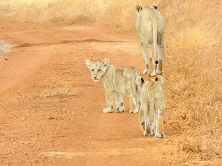 Safari and Beach Destinations in Kenya