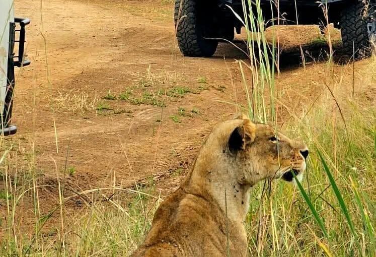Kenya Safari & Beach Vacation from USA: 7 Best  Epic Trips