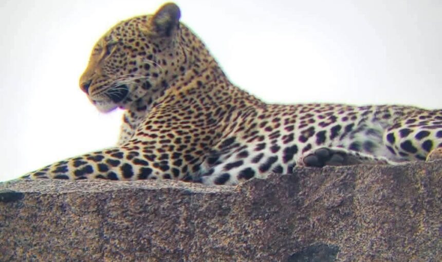 Kenya Safari Cost: 7 Essential Facts for 2026 Budgets