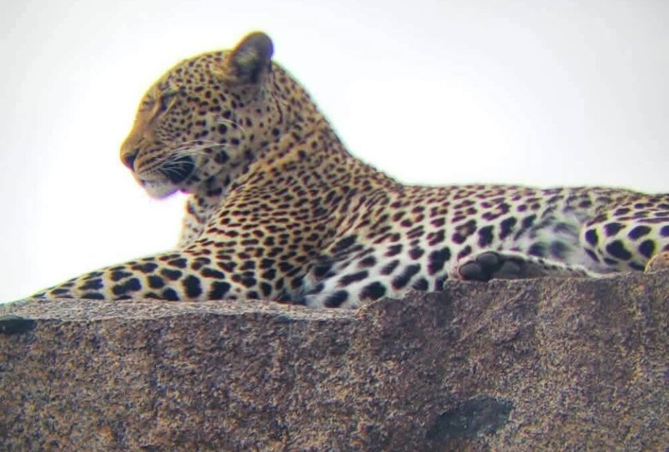 Kenya Safari Cost