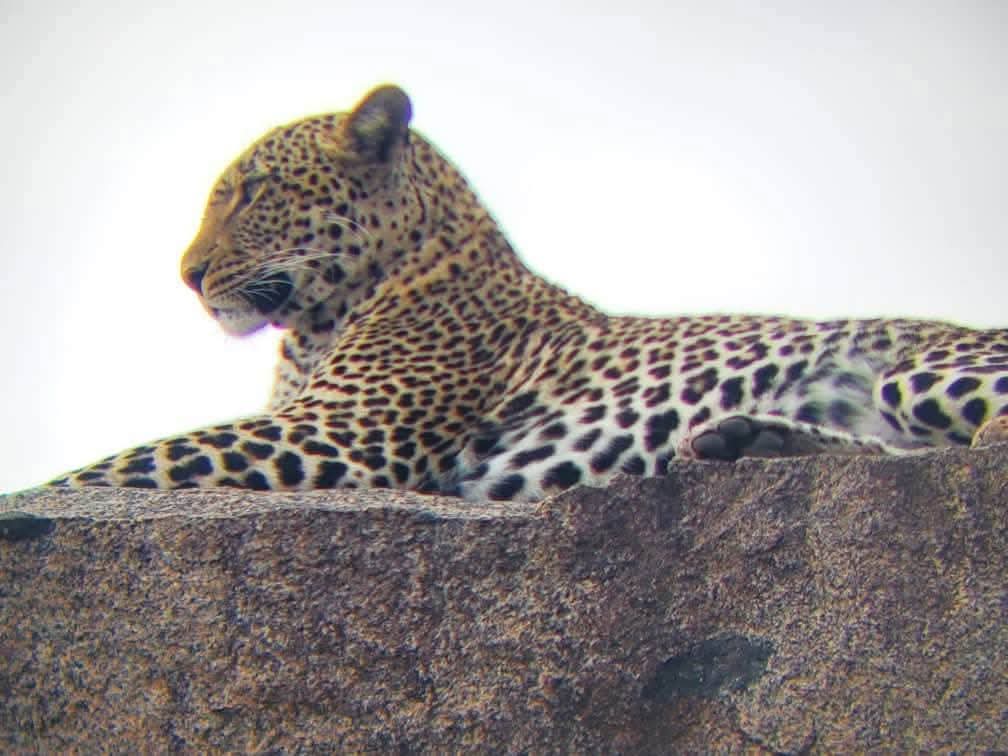 Kenya Safari Cost
