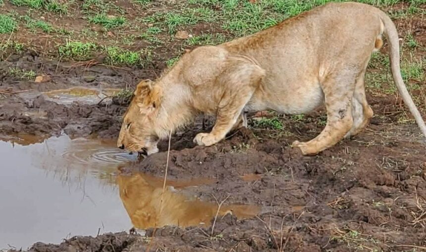 Kenya Safari Travel Guide: 12 Unforgettable Adventures