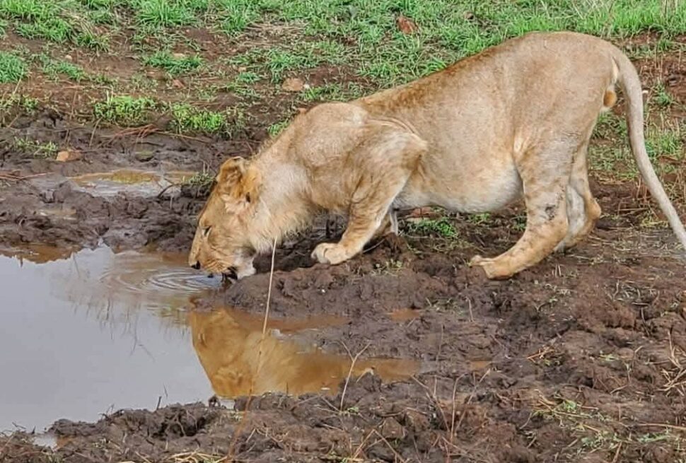 Kenya Safari Travel Guide
