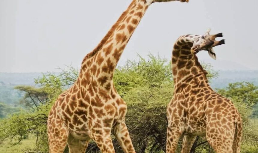 Where to Go on Safari in Kenya: 7 Best Parks for 2026/2027