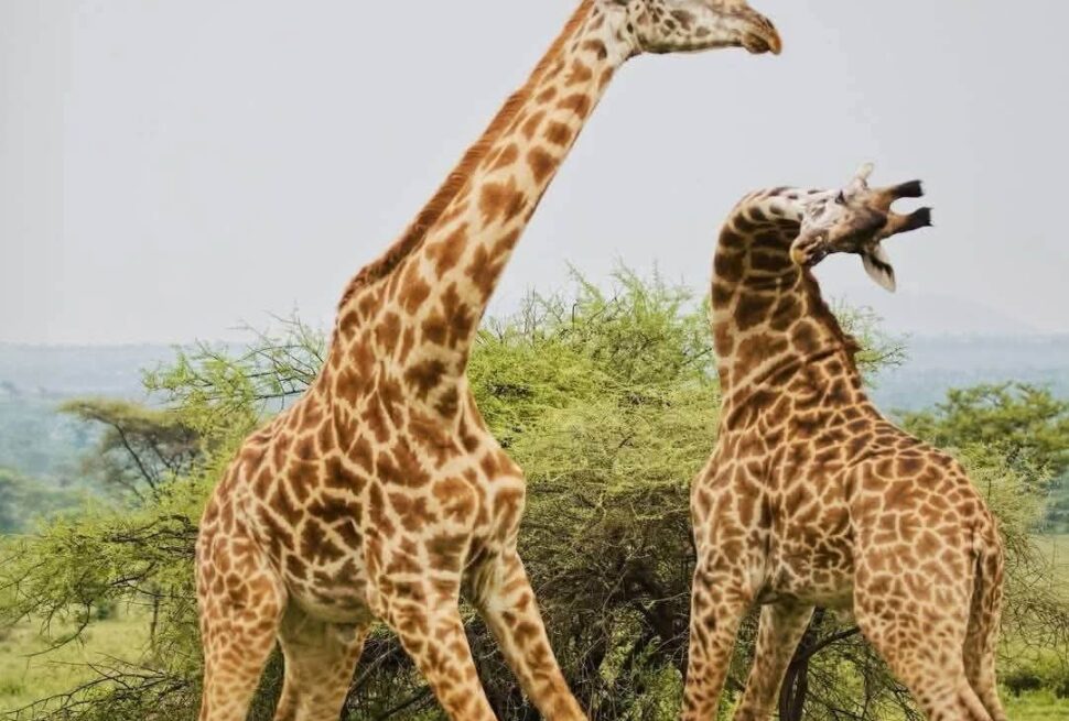 Where to Go on Safari in Kenya