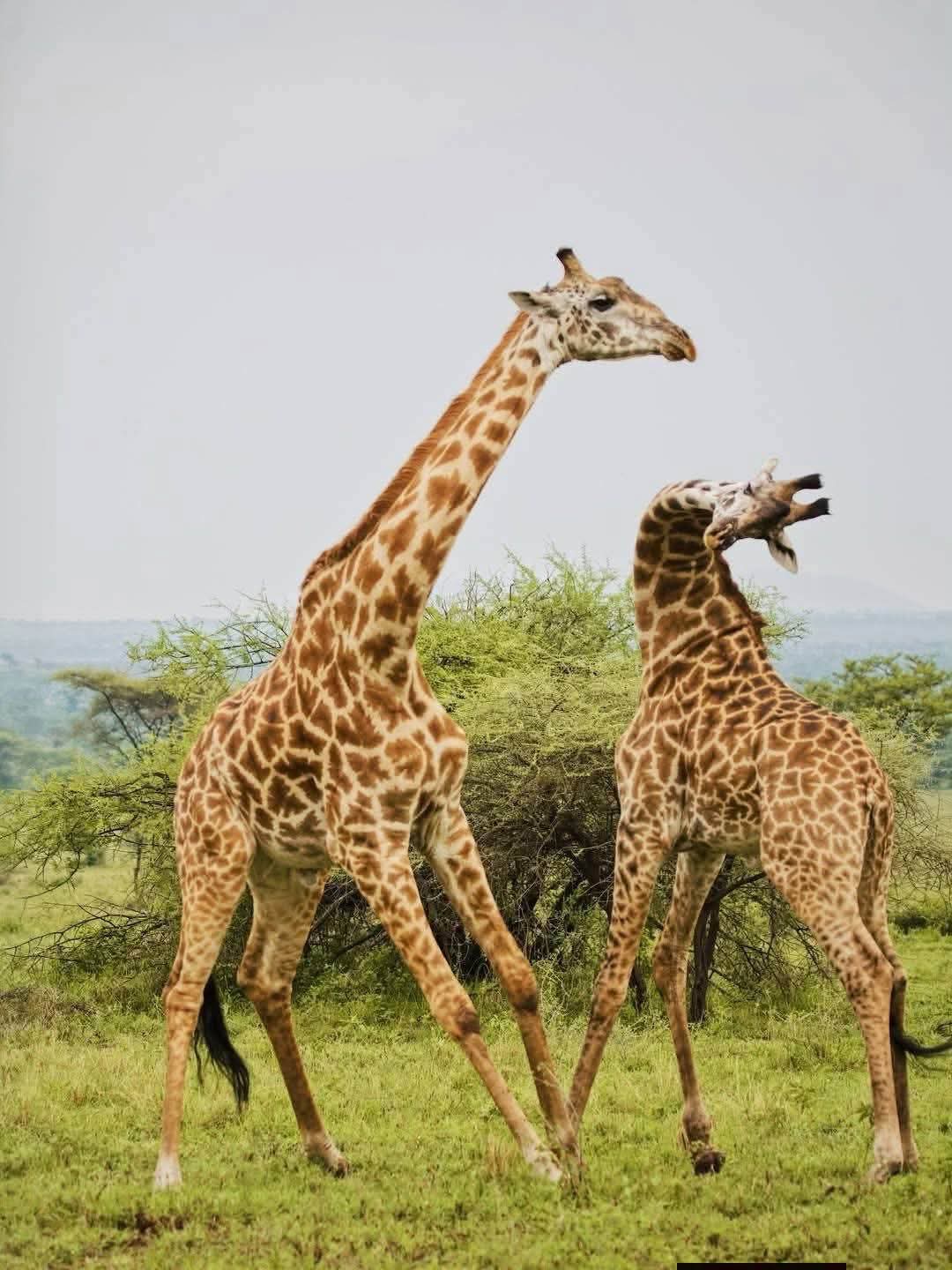 Where to Go on Safari in Kenya