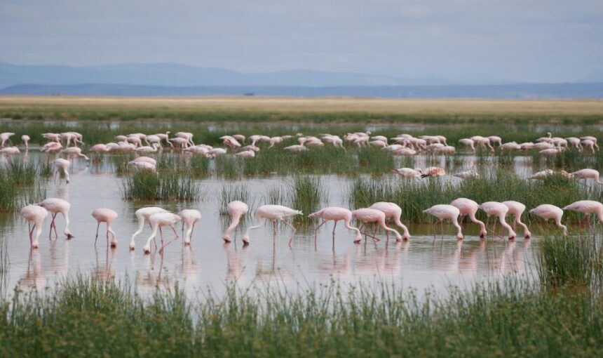 Visit Kenya for a Safari and Beach Vacation from Canada: 8 Epic Experiences