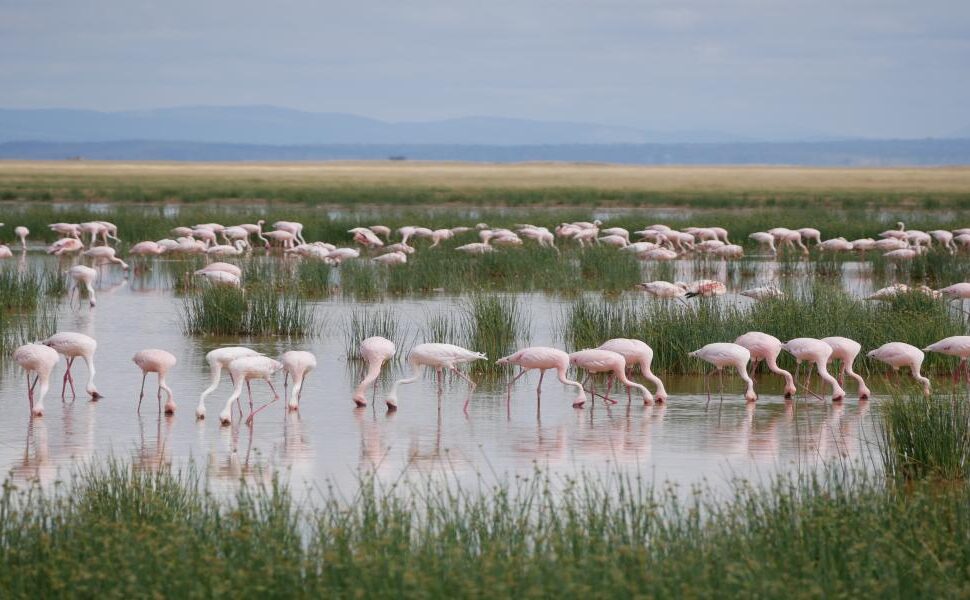 Visit Kenya for a Safari and Beach Vacation from Canada