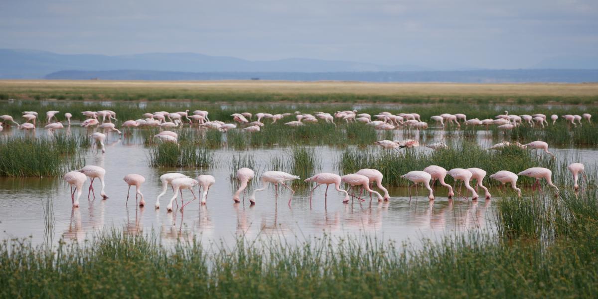 Visit Kenya for a Safari and Beach Vacation from Canada