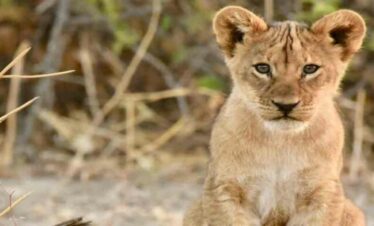 Tarangire National Park