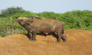 9-Day Kenya Safari