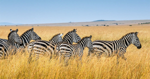 best time to visit Serengeti and Zanzibar Maasai Mara Serengeti