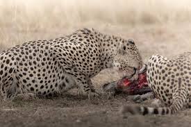 Kenya Safari Beach Australia