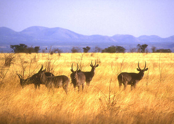 Kenya Safari Price