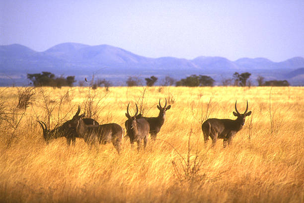Kenya Safari Price