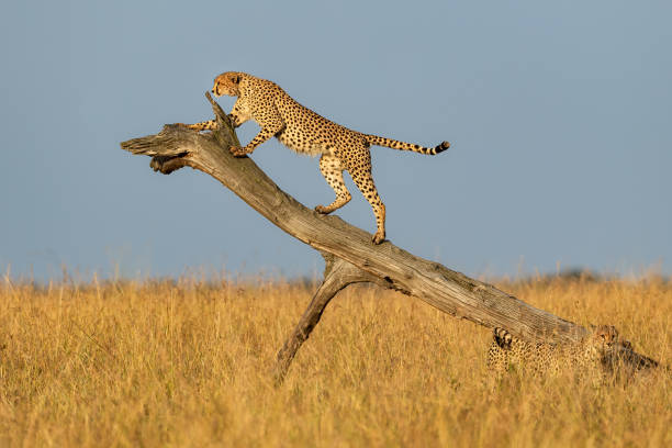 Kenya Safari Price