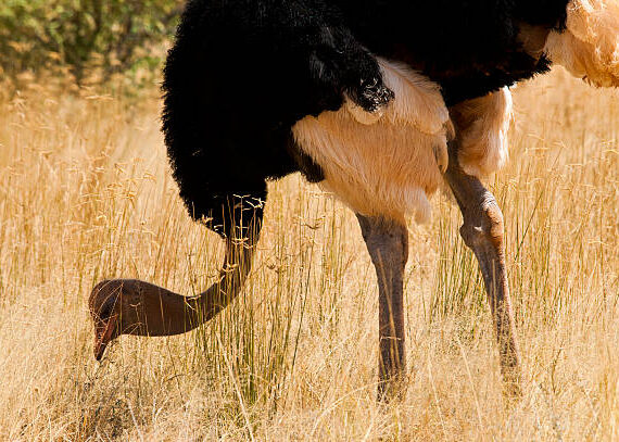 Family Safari