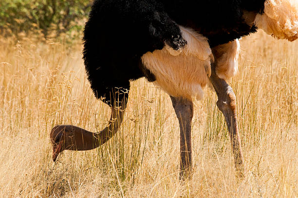Family Safari