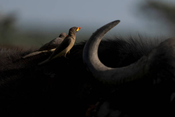 Laikipia private conservancy walking and horse safari