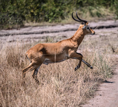 Most Beautiful Safari