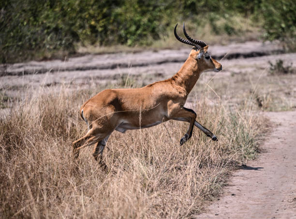 Most Beautiful Safari