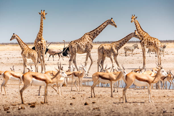 Visit Kenya for a Safari and Beach Vacation from UK