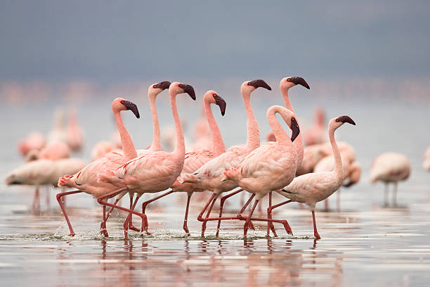 Bird watching in Kenya