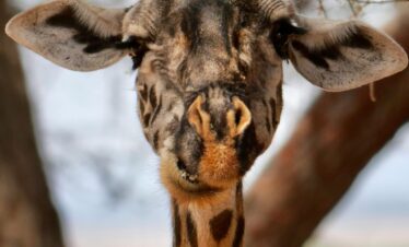 10 Day Kenya Safari Adventure
