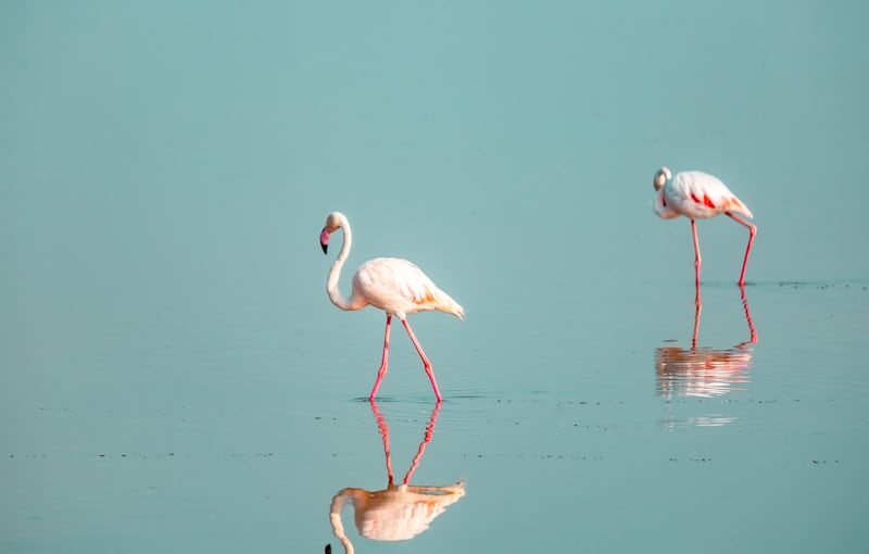 Nakuru Safari: 7 Incredible Wildlife Experiences to Enjoy