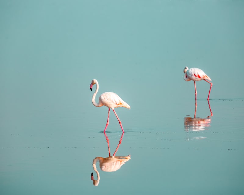 Nakuru Safari