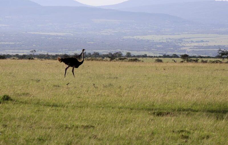 how many days for Kenya safari and beach: 7 Incredible Tips