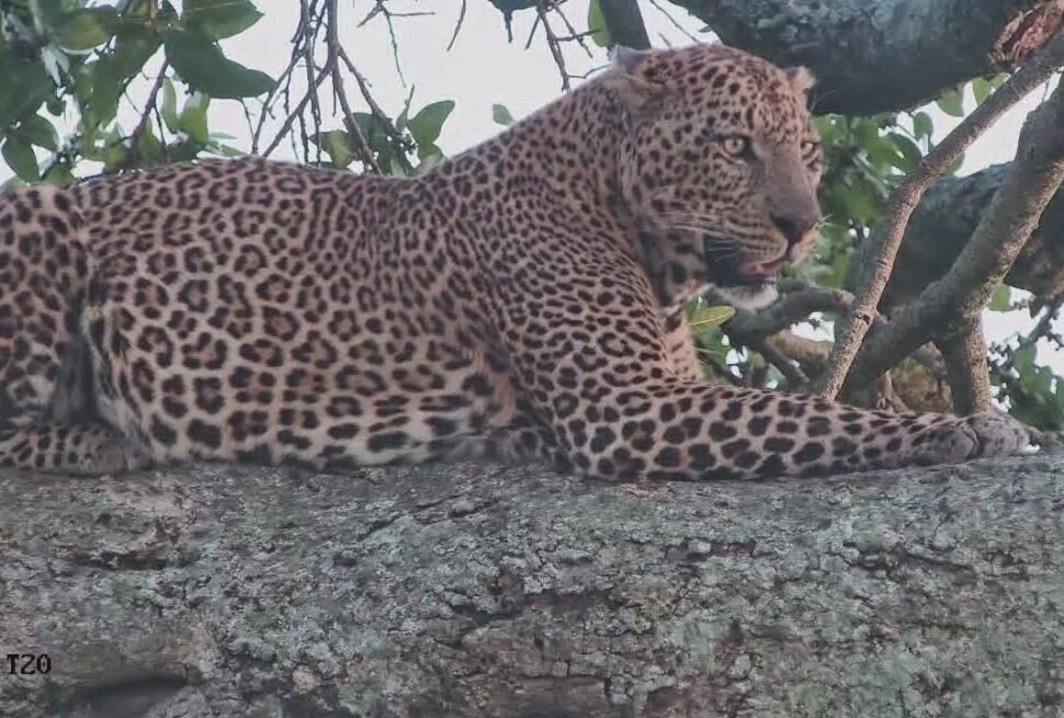 7 Incredible Wildlife Photography Experiences in Kenya