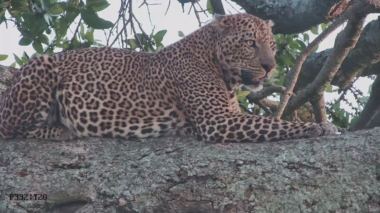 7 Incredible Wildlife Photography Experiences in Kenya