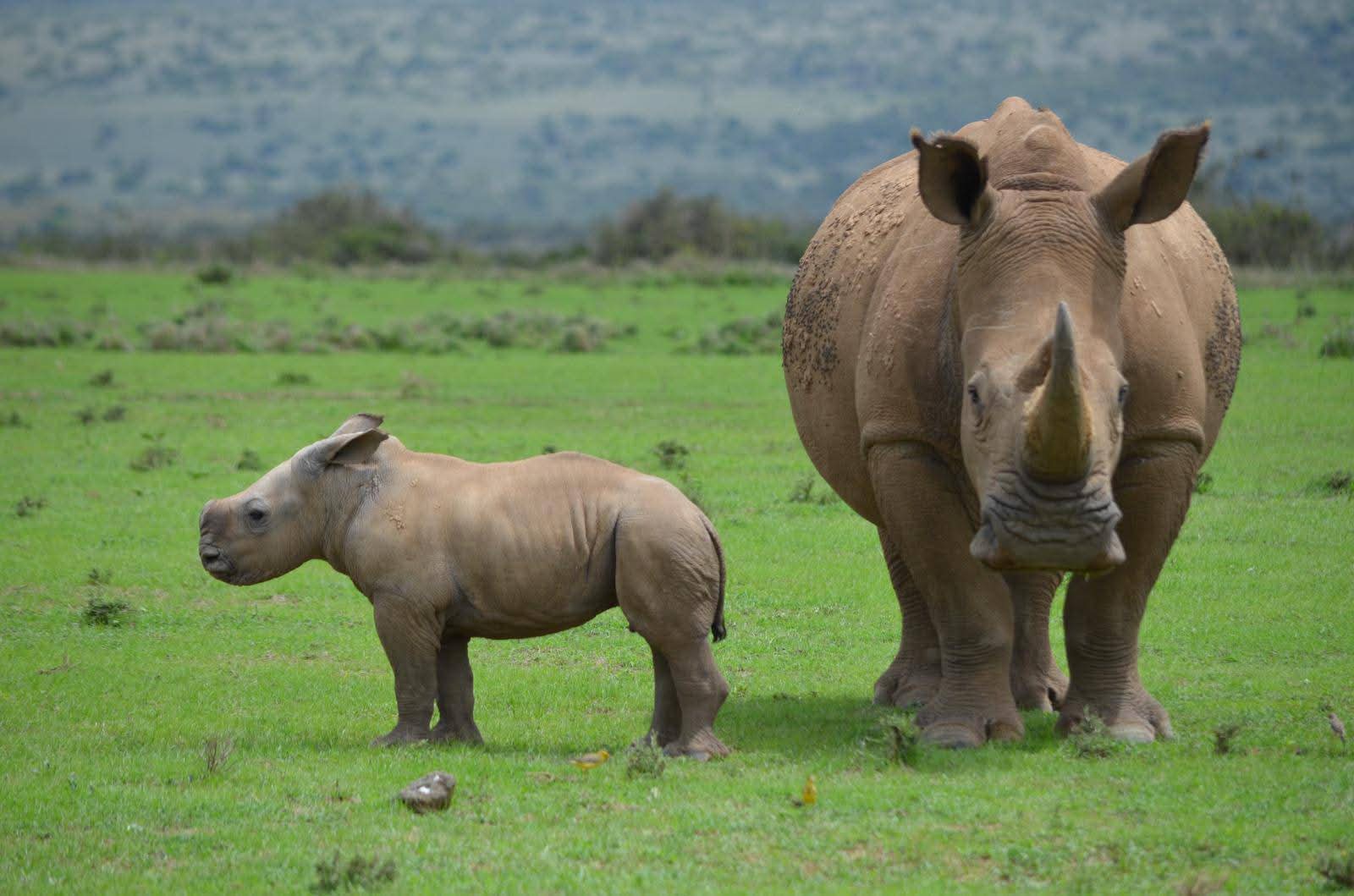 Kenya and Tanzania combined safari, Multi-country East Africa safari luxury safari, East Africa safari itinerary, best time for safari Kenya, Cinematic Vacations safari guide