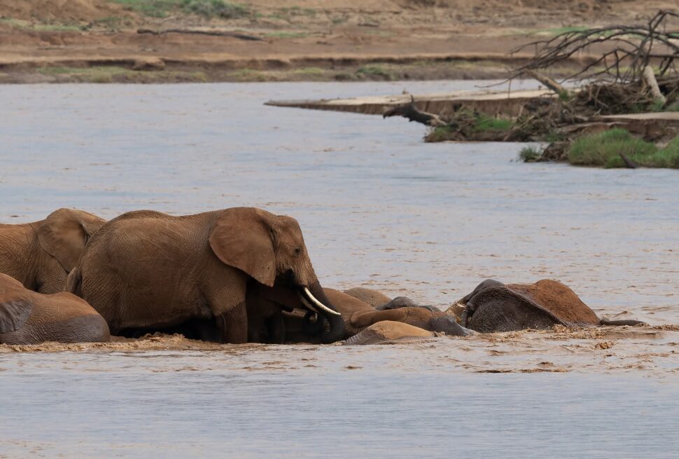 how much should you tip safari guide and camp staff in Kenya