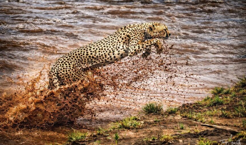 Great Migration river crossing points Lookout hill vs cul de sac: 5 Best Tips