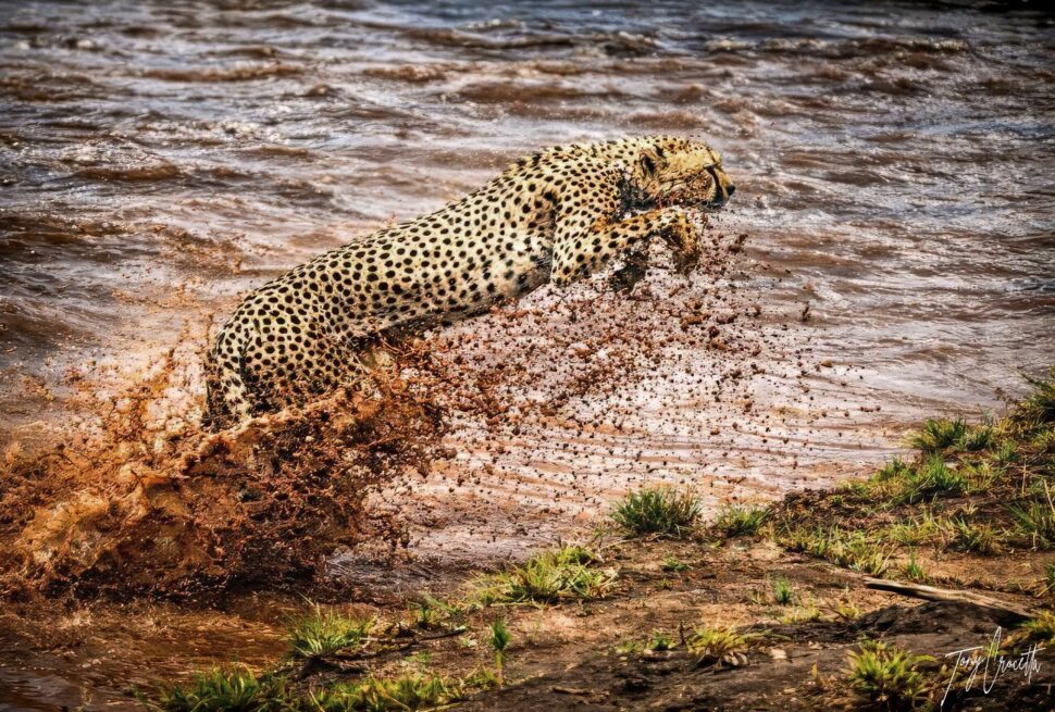 Great Migration river crossing points Lookout Hill vs Cul de Sac