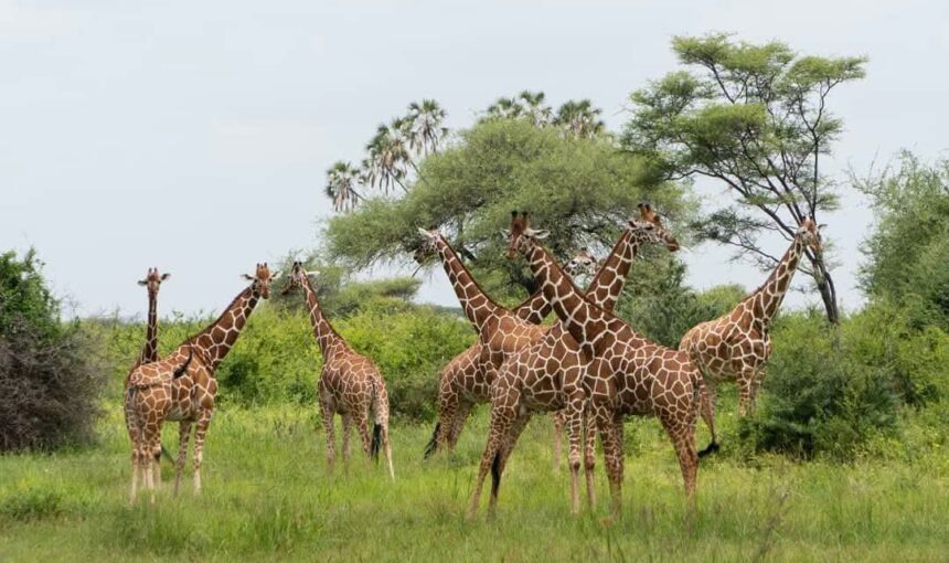 Ruaha and Nyerere southern Tanzania safari cost: 8 Top Picks