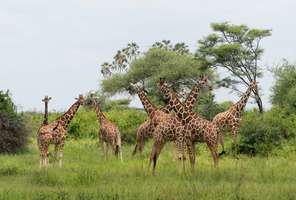 Ruaha and Nyerere southern Tanzania safari cost