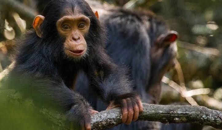 how to book Uganda gorilla permit, Bwindi luxury safari, East Africa safari itinerary, best time for safari Kenya, Cinematic Vacations safari guide