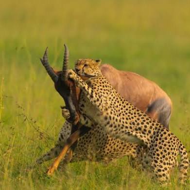 best safari parks in Kenya for first timers, Kenya safari luxury safari, East Africa safari itinerary, best time for safari Kenya, Cinematic Vacations safari guide