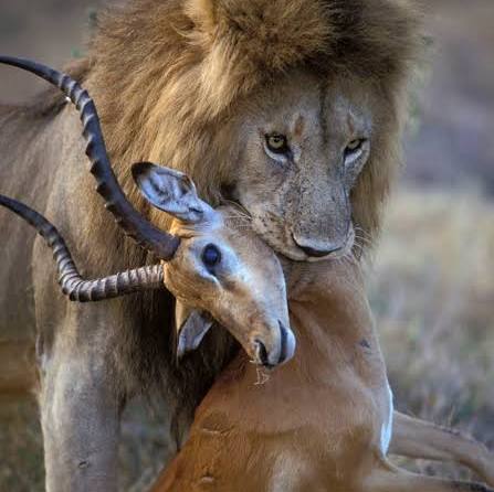 Kenya family safari, Amboseli luxury safari, East Africa safari itinerary, best time for safari Kenya, Cinematic Vacations safari guide