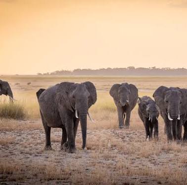 Kenya safari with kids, Amboseli luxury safari, East Africa safari itinerary, best time for safari Kenya, Cinematic Vacations safari guide