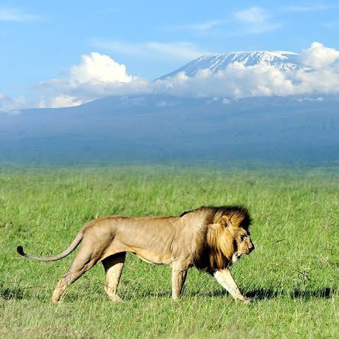 best Kenya safari tour operator, Kenya safari luxury safari, East Africa safari itinerary, best time for safari Kenya, Cinematic Vacations safari guide