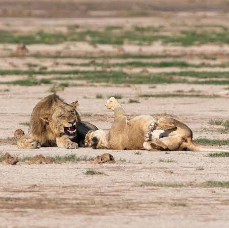 Kenya luxury safari, Maasai Mara luxury safari, East Africa safari itinerary, best time for safari Kenya, Cinematic Vacations safari guide