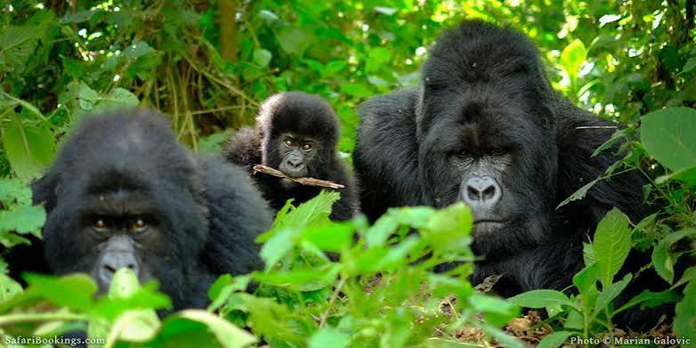 how to book Uganda gorilla permit, Bwindi luxury safari, East Africa safari itinerary, best time for safari Kenya, Cinematic Vacations safari guide