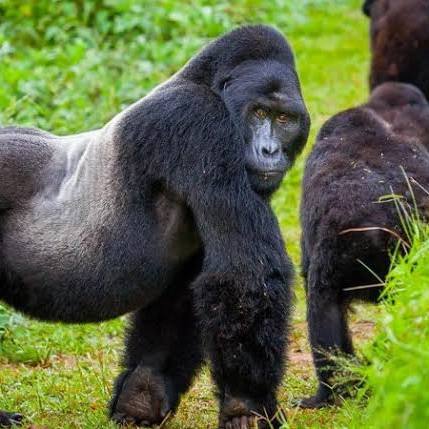 Uganda gorilla trekking packages, Bwindi luxury safari, East Africa safari itinerary, best time for safari Kenya, Cinematic Vacations safari guide