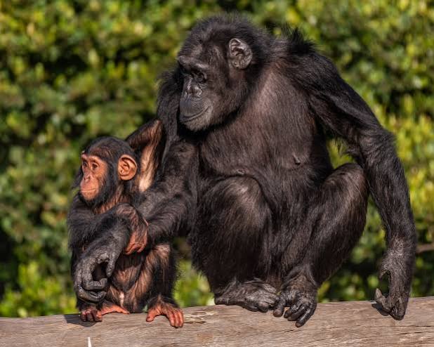 Ol Pejeta chimpanzee sanctuary safari, Ol Pejeta luxury safari, East Africa safari itinerary, best time for safari Kenya, Cinematic Vacations safari guide