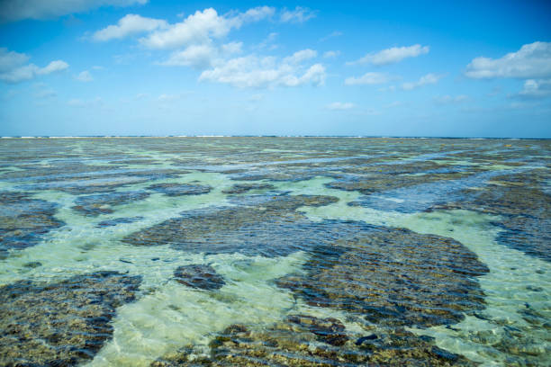 Kenya safari and beach holidays all inclusiveKenya safari and beach holidays all inclusive